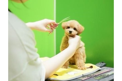 販売中の栃木県のミックス犬-394366の4枚目